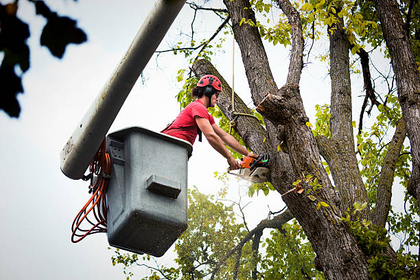 Best Root Management and Removal  in Grandview Heights, OH